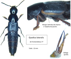Quedius lateralis