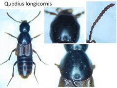 Quedius longicornis