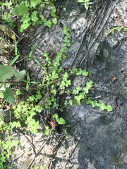 Micranthemum umbrosum