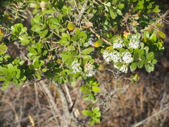 Hakea ruscifolia