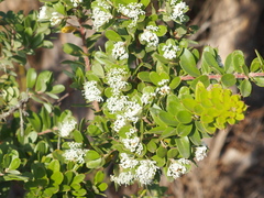 Hakea ruscifolia