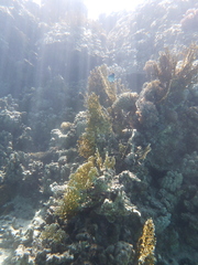 Millepora dichotoma