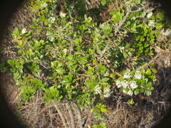 Hakea ruscifolia