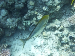 Flavocaranx bajad
