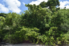 Terminalia melanocarpa