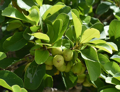 Terminalia melanocarpa