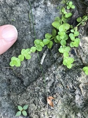 Micranthemum umbrosum