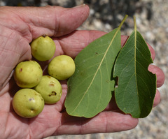 Terminalia melanocarpa
