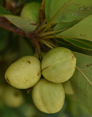 Terminalia melanocarpa