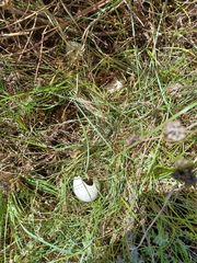 Alopochen aegyptiaca