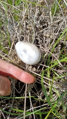 Alopochen aegyptiaca