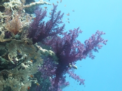 Dendronephthya hemprichi