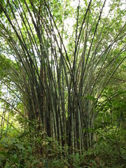 Dendrocalamus