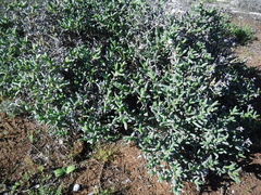 Ruschia langebaanensis