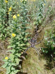 Argiope australis