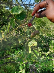 Commiphora edulis
