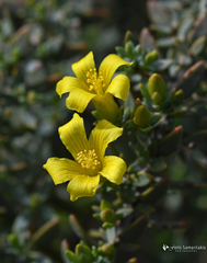 Hypericum aegypticum