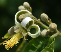 Grewia oxyphylla