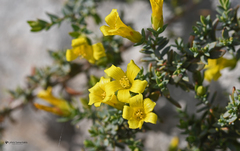 Hypericum aegypticum
