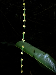 Dendrocalamus