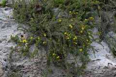 Hypericum aegypticum