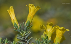 Hypericum aegypticum
