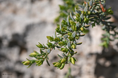 Hypericum aegypticum