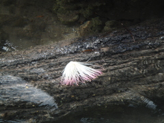 Barringtonia asiatica