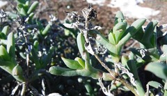 Ruschia langebaanensis