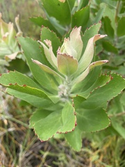 Leucospermum glabrum