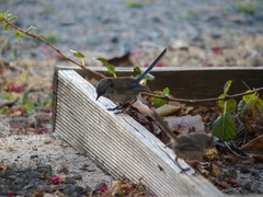 Malurus splendens splendens