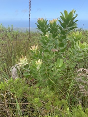 Leucospermum glabrum