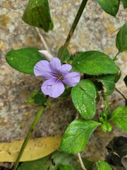 Barleria obtusa