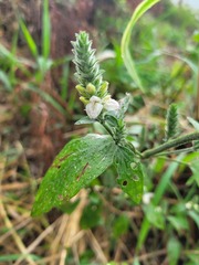 Isoglossa glandulosissima