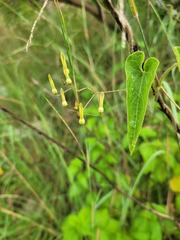Riocreuxia polyantha