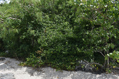 Grewia oxyphylla