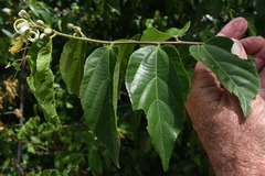 Grewia oxyphylla