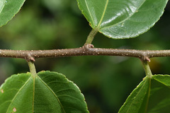 Grewia oxyphylla