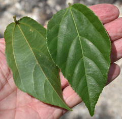 Grewia oxyphylla