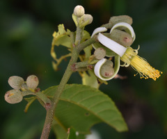 Grewia oxyphylla
