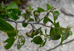 Grewia oxyphylla