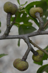 Grewia oxyphylla