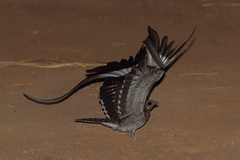 Pennant-Winged Nightjar photo 5
