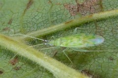 Malacocoris chlorizans