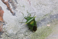 Acanthosoma laevicorne