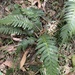 Prickly Rasp Fern - Photo (c) Deborah Metters, some rights reserved (CC BY-NC), uploaded by Deborah Metters