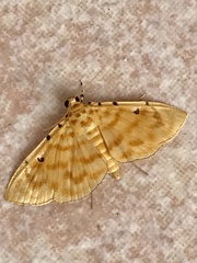 Notarcha quaternalis