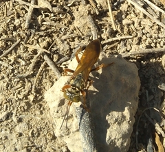 Liris haemorrhoidalis