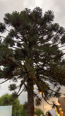 Araucaria angustifolia