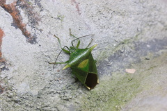 Acanthosoma laevicorne